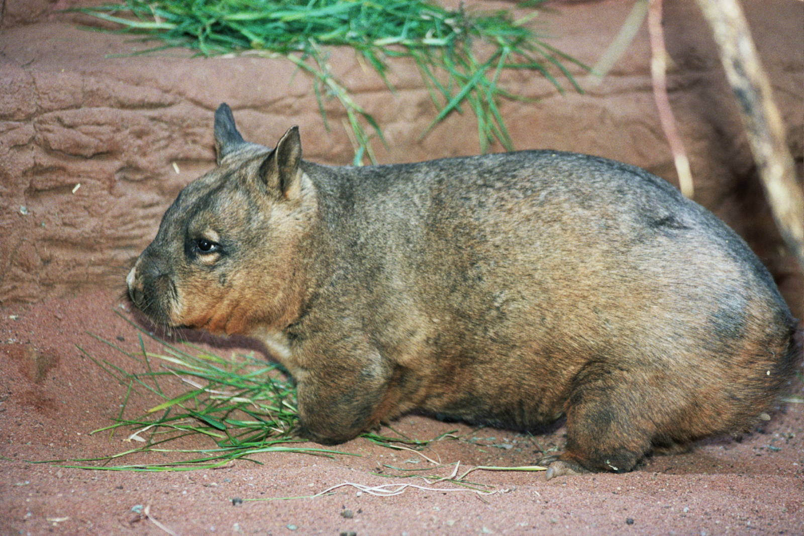 Sydney Wildlife World 2007