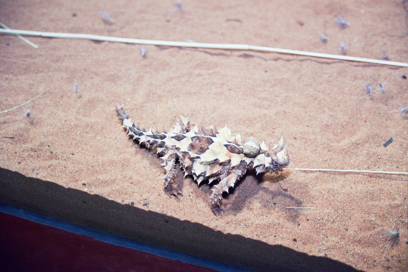 Sydney Wildlife World 2007