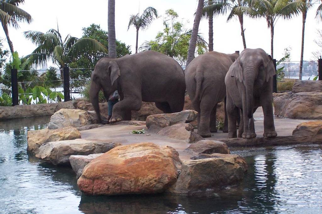 Sydney's elephants - first time in the exhibit