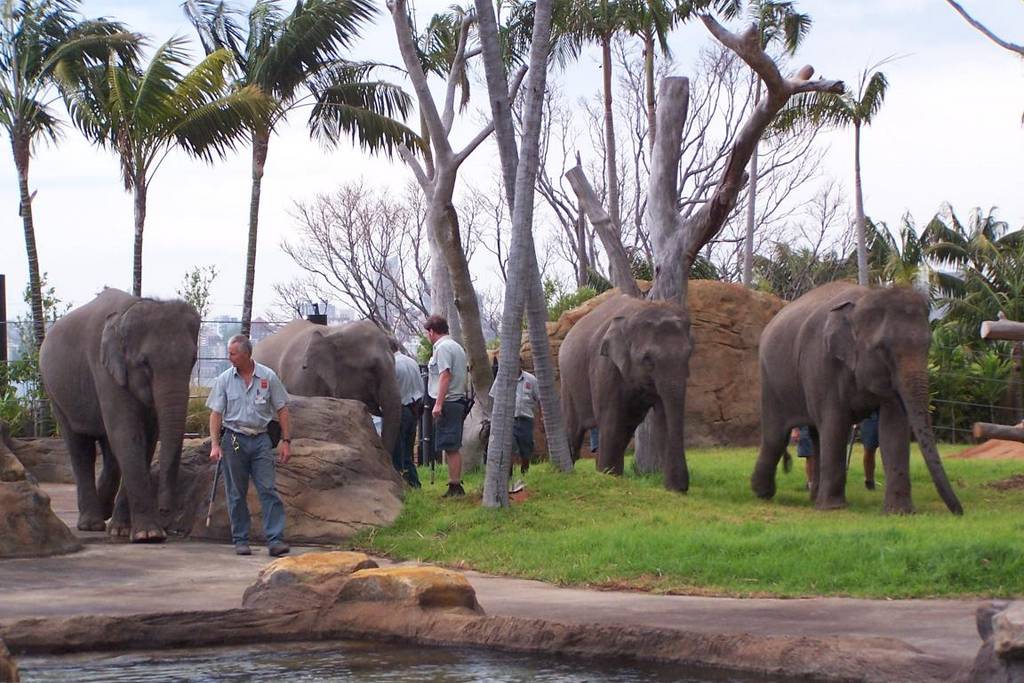 Sydney's elephants - first time in the exhibit