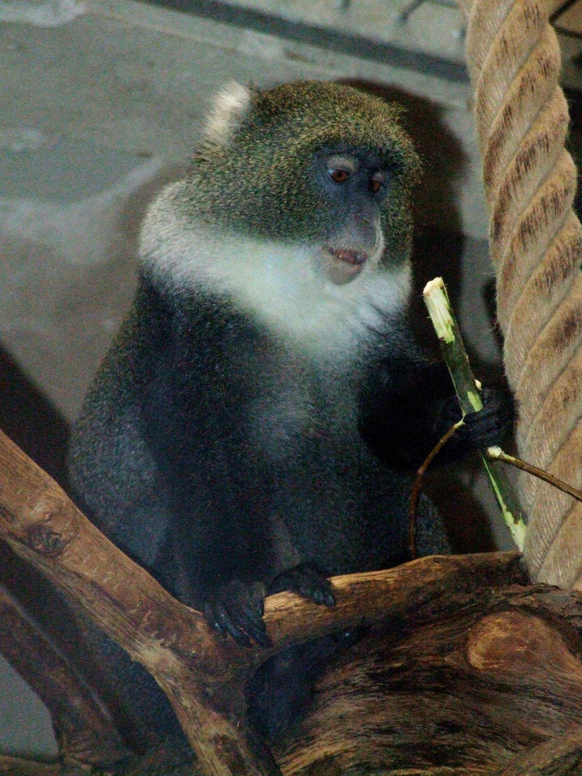 Sykes' Guenon at Hannover, 23/03/13