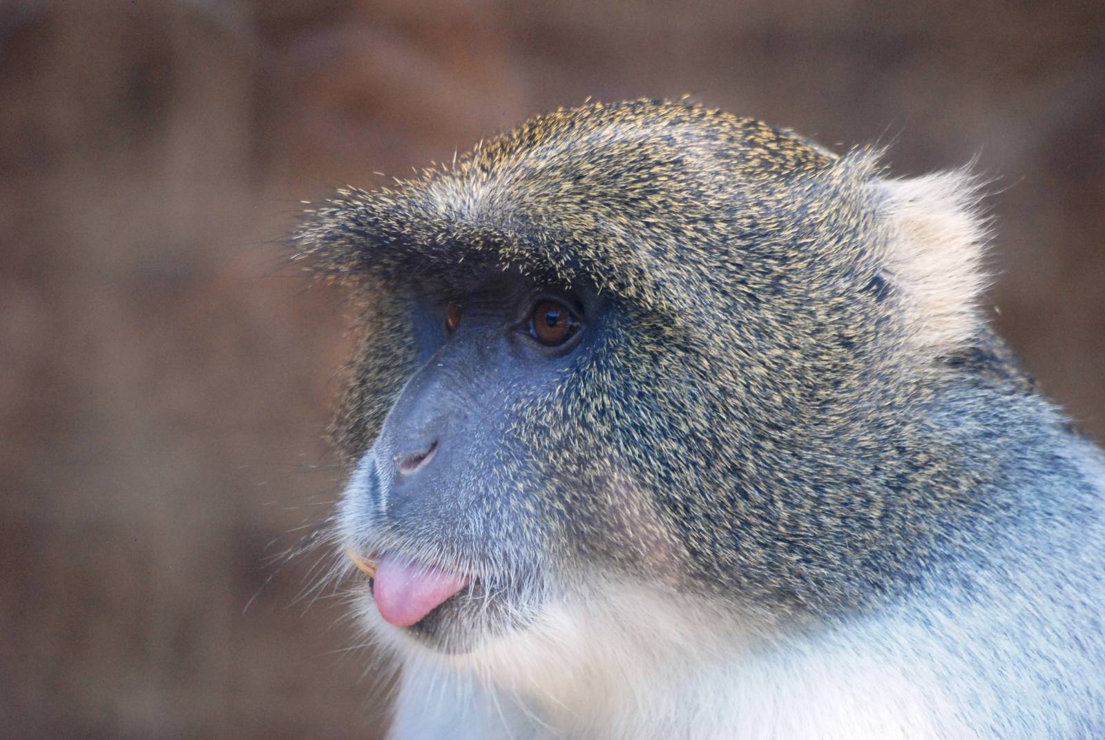 Sykes' Guenon at Usti, 29/08/12