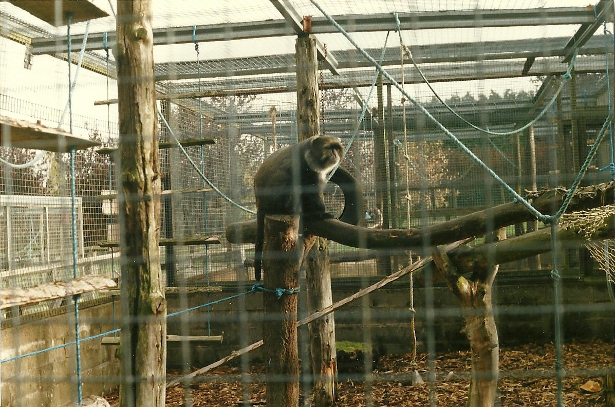 Sykes Monkey 26th October 1996