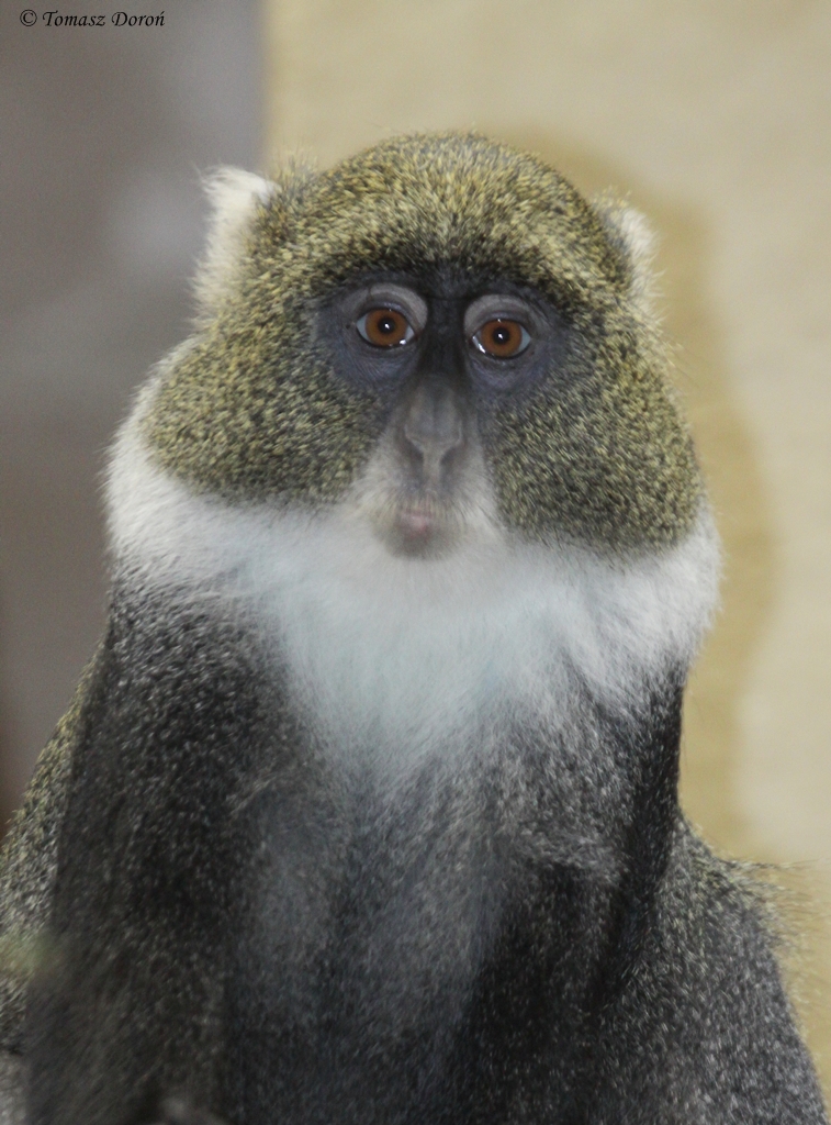 Syke's Monkey (Cercopithecus albogularis)
