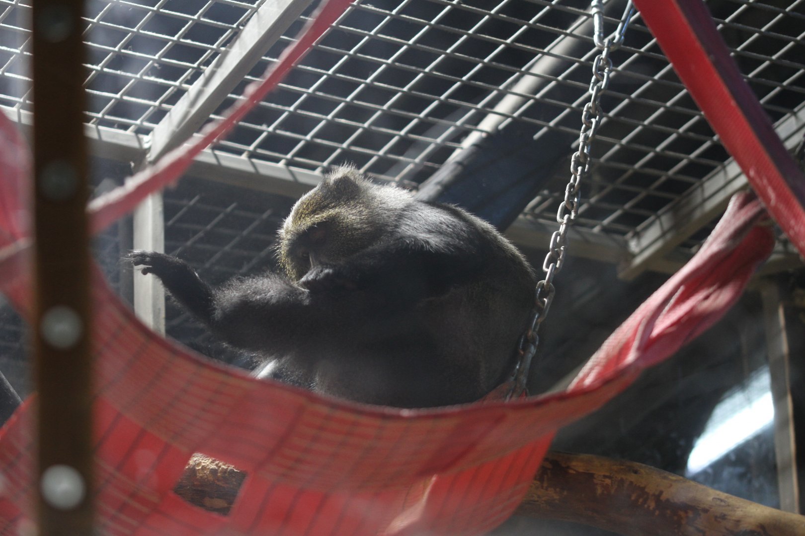 Sykes' monkey (Cercopithecus albogularis)