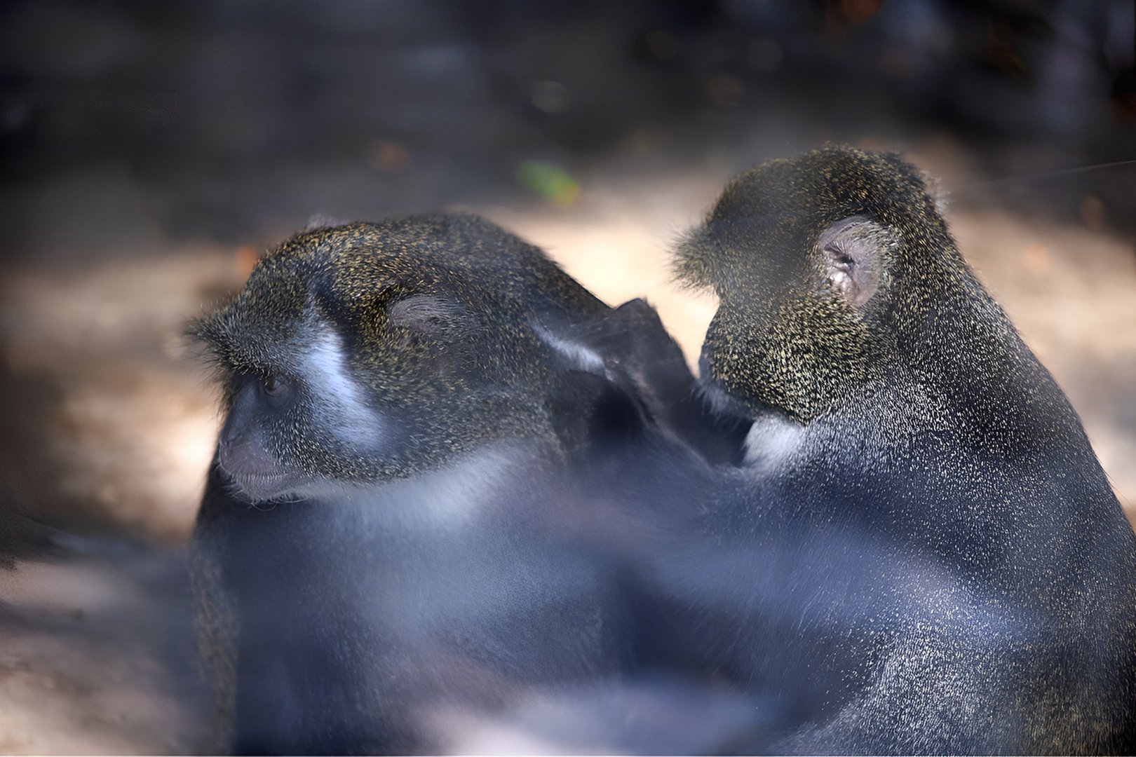 Sykes' Monkey (Cercopithecus albogularis)