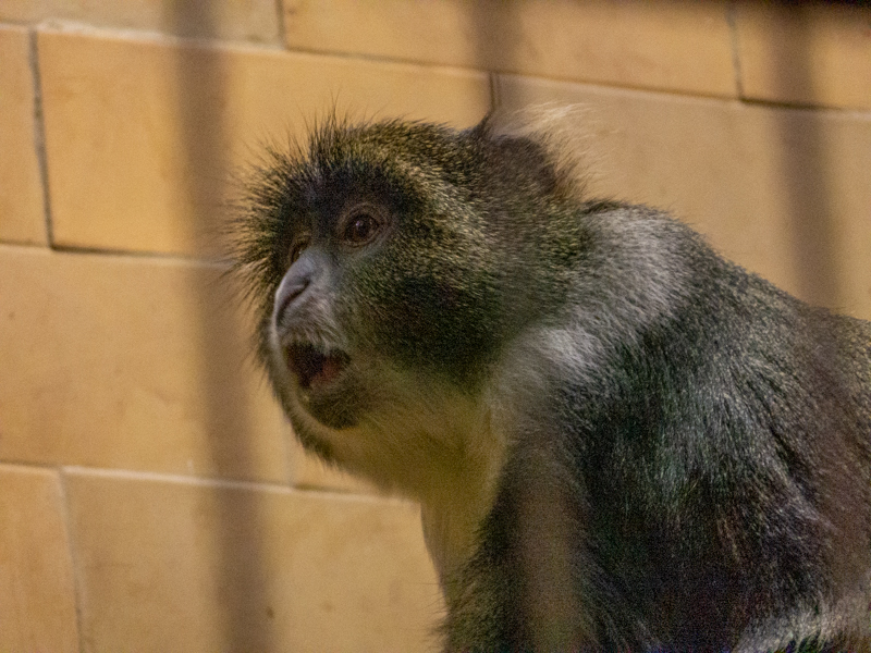 Sykes' monkey (Cercopithecus albogularis)