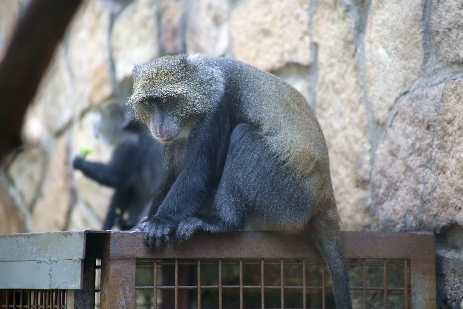 Sykes' Monkey (Cercopithecus albogularis)