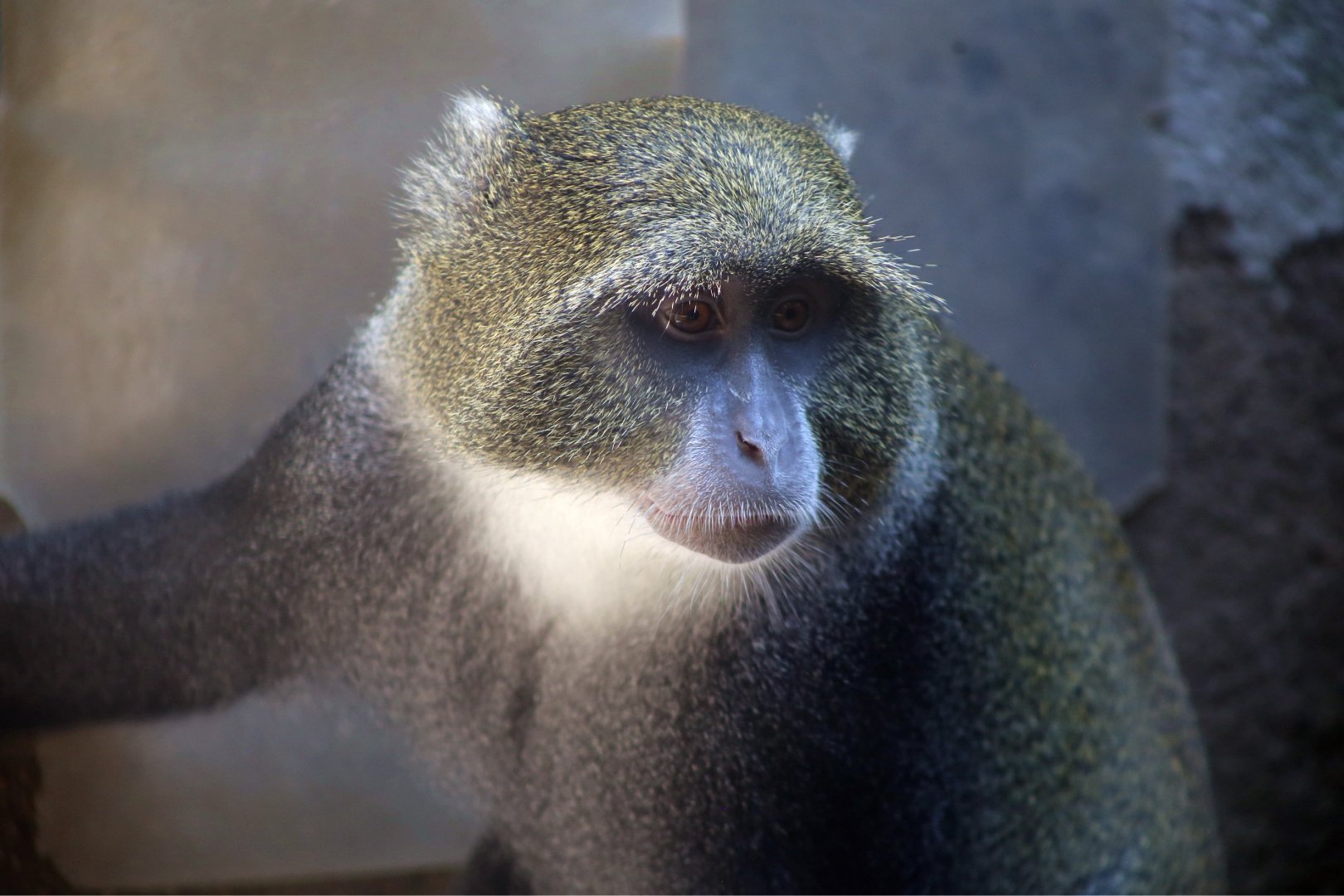 Sykes' Monkey (Cercopithecus albogularis)
