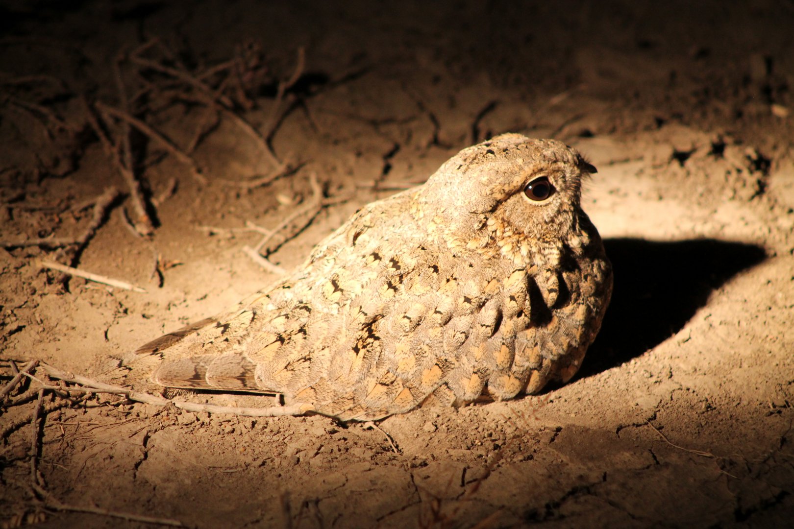 Syke's Nightjar (Caprimulgus mahrattensis)