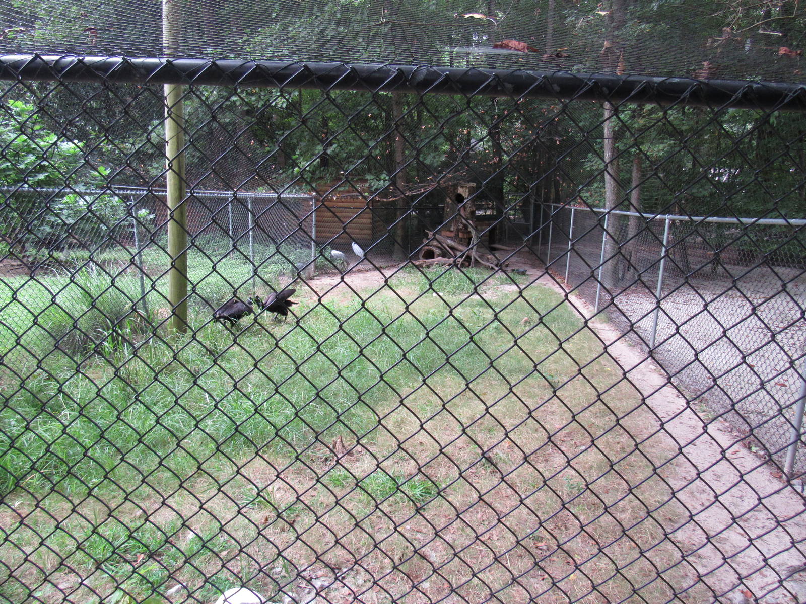 Sylvan Heights Bird Park- Abyssinian Ground Hornbill Exhibit