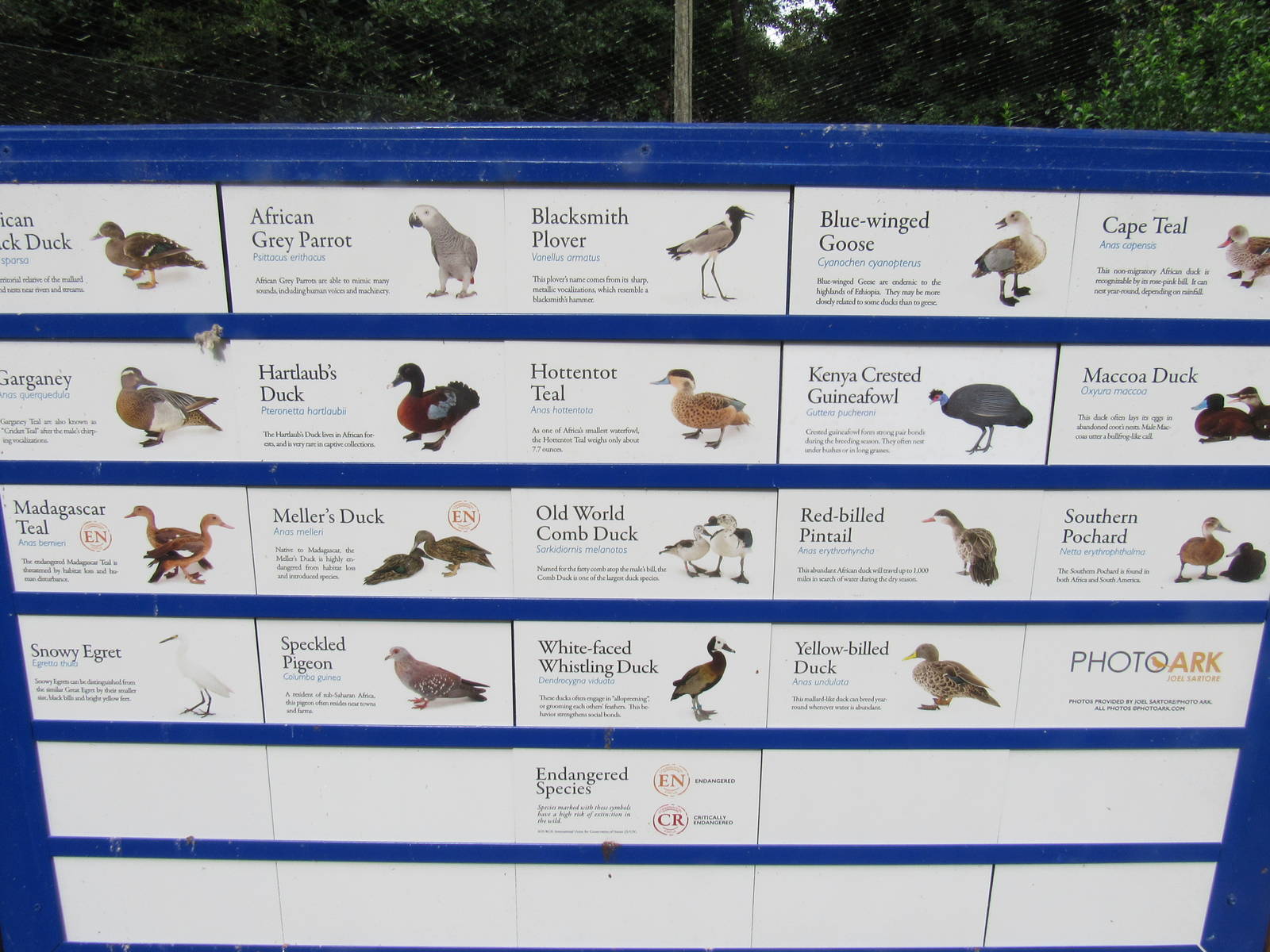 Sylvan Heights Bird Park- African Aviary Species