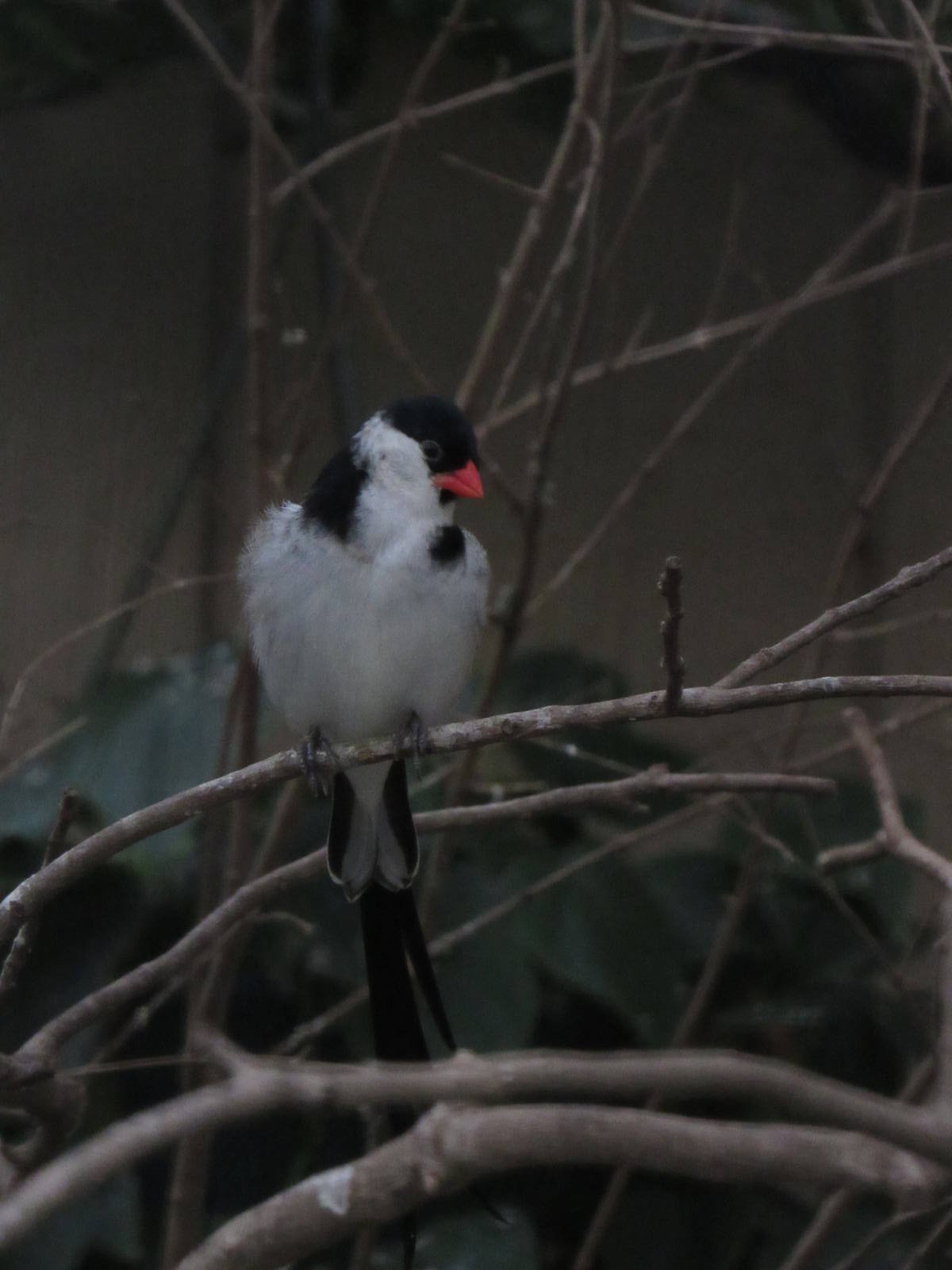 Sylvan Heights Bird Park- African Finches- Pin-Tailed Whydah