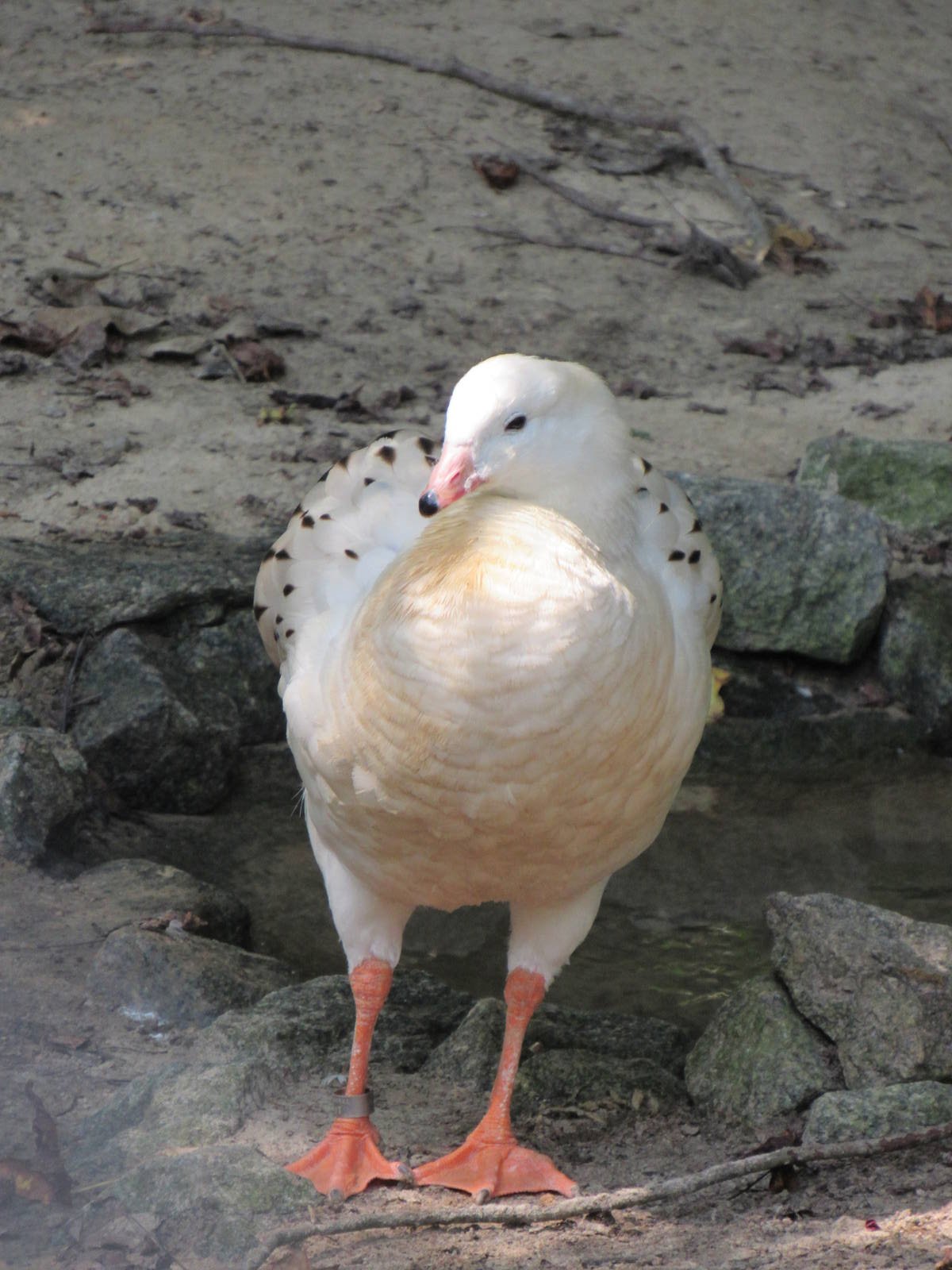 Sylvan Heights Bird Park- Andean Goose