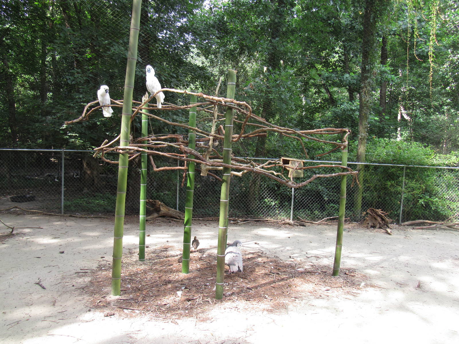 Sylvan Heights Bird Park- Australia Aviary- Cockatoo exhibit