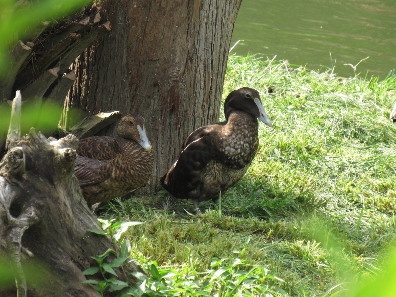 Sylvan Heights Bird Park- Common Eiders