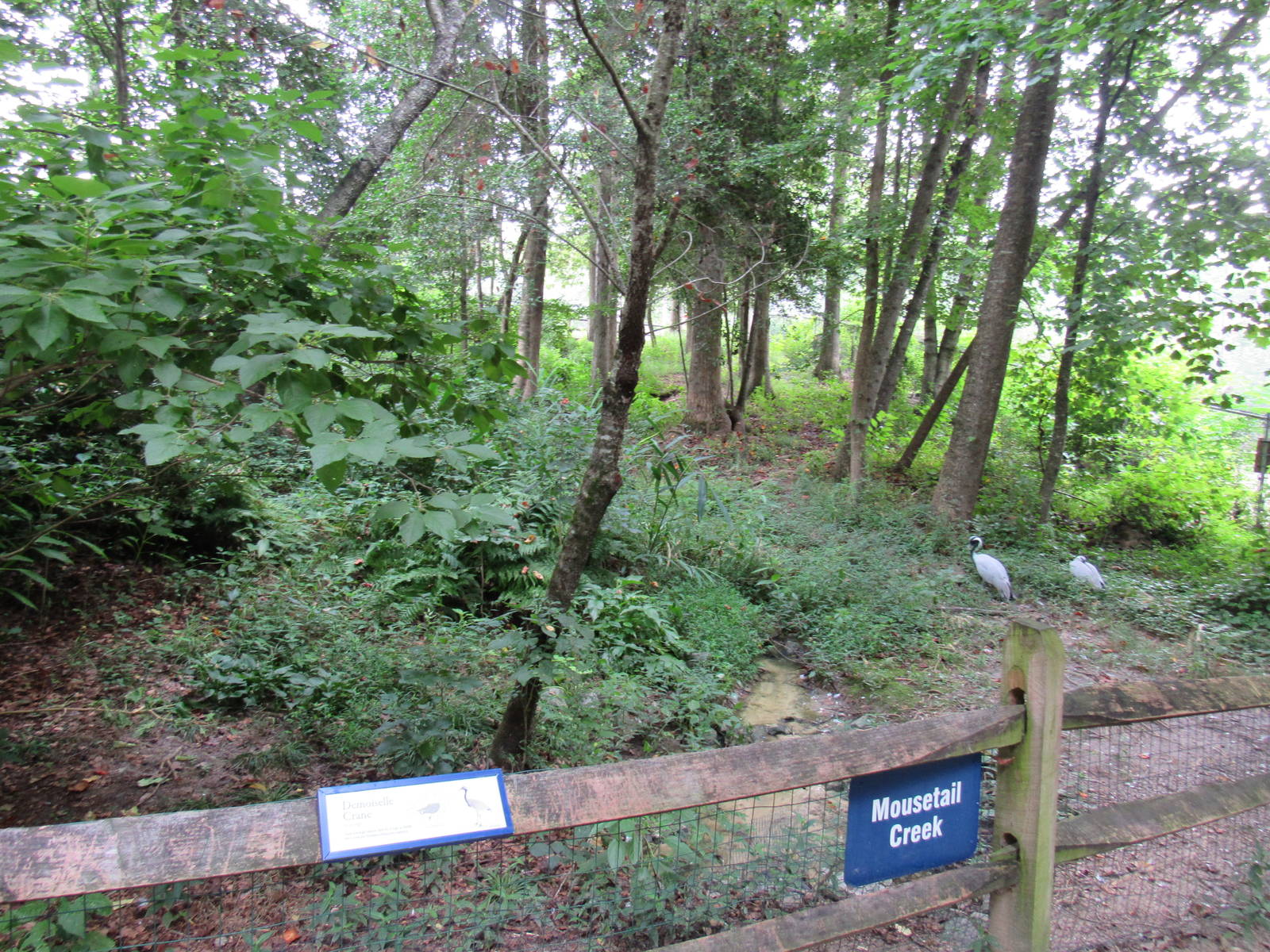 Sylvan Heights Bird Park- Demoiselle Crane Exhibit- Bottom View