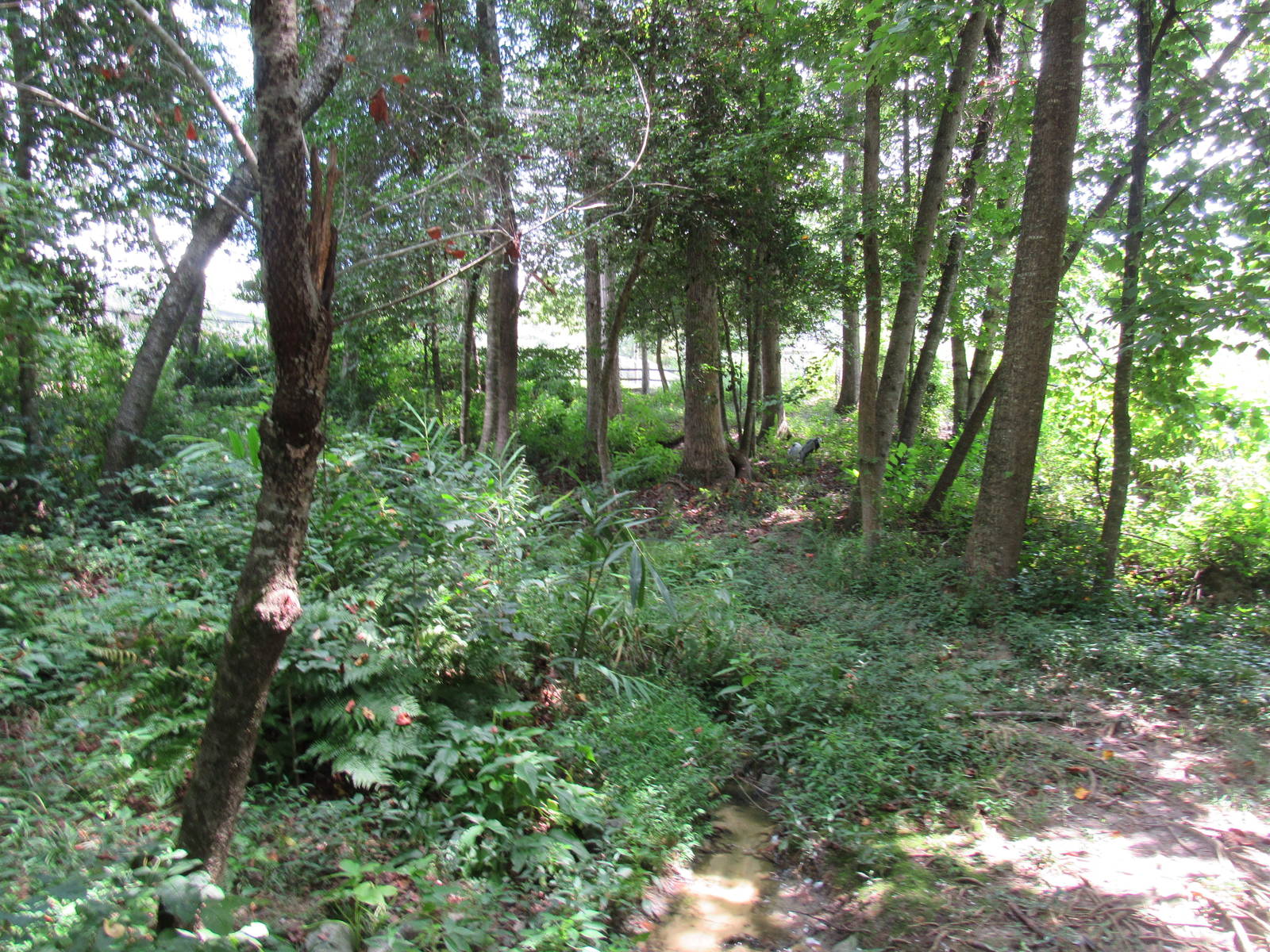 Sylvan Heights Bird Park- Demoiselle Crane Exhibit- Top Viewing