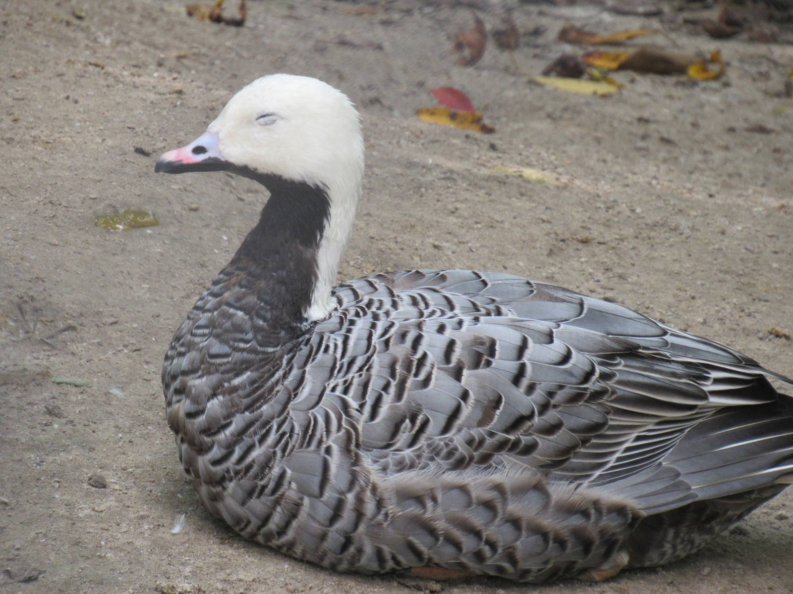 Sylvan Heights Bird Park- Emperor Goose