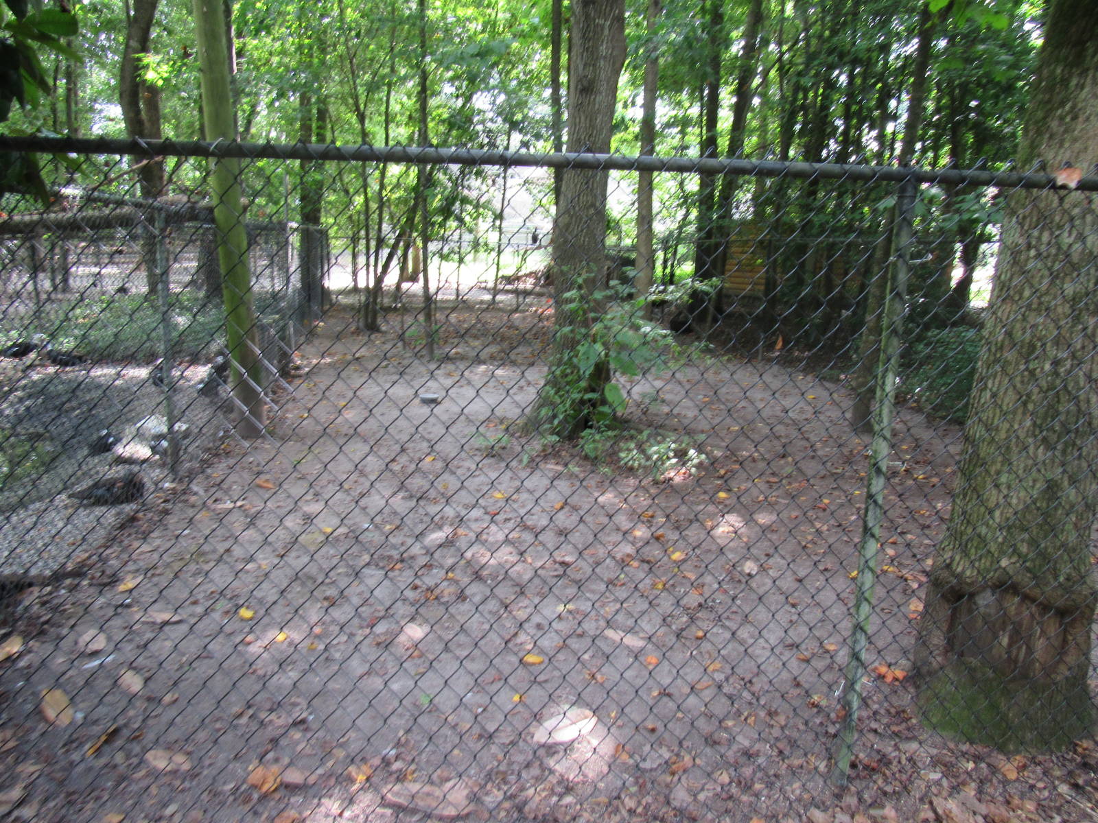Sylvan Heights Bird Park- Emu Exhibit