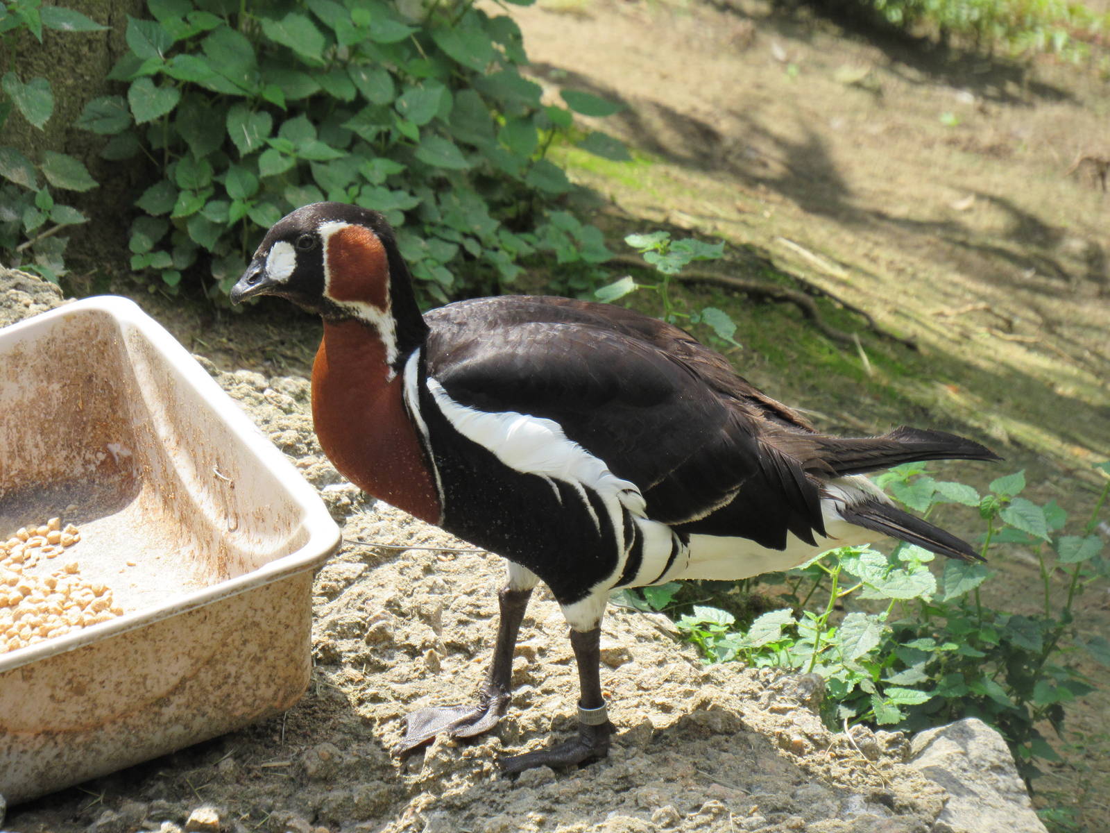 Sylvan Heights Bird Park- Eurasian Aviary- Red-Breasted Goose