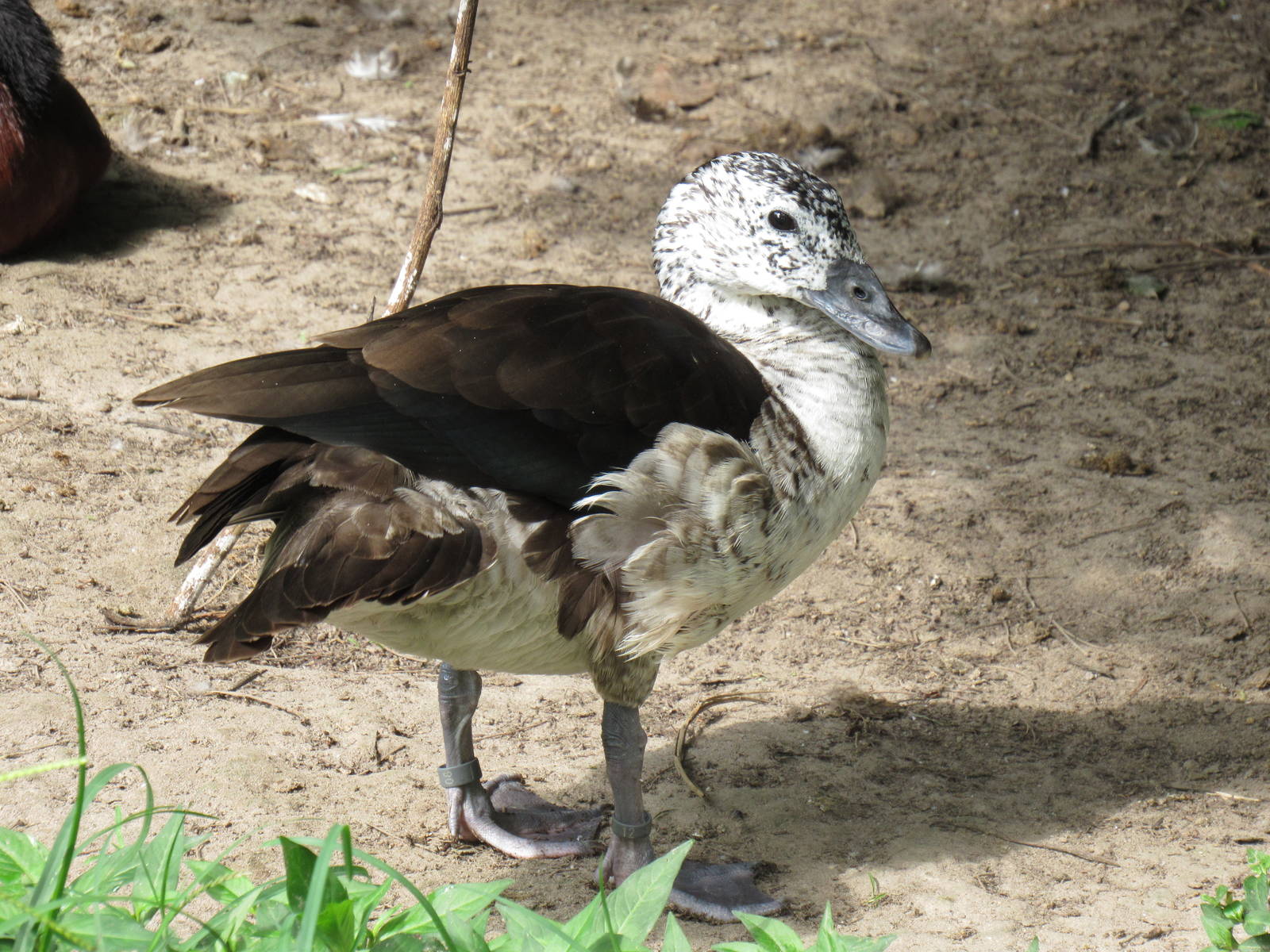 Sylvan Heights Bird Park- Female Old World Comb Duck