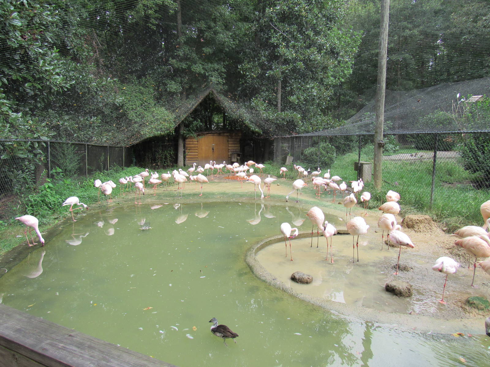 Sylvan Heights Bird Park- Flamingo Aviary