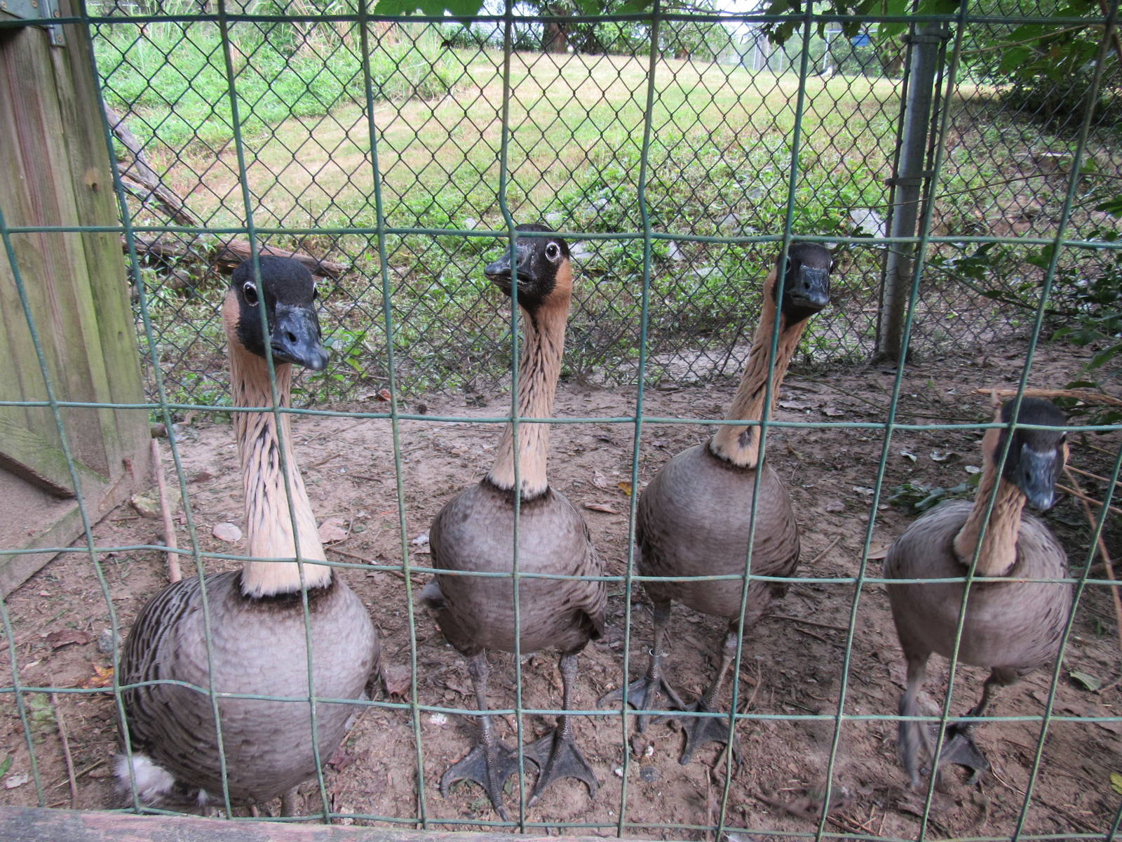 Sylvan Heights Bird Park- Four Friendly Nene Geese