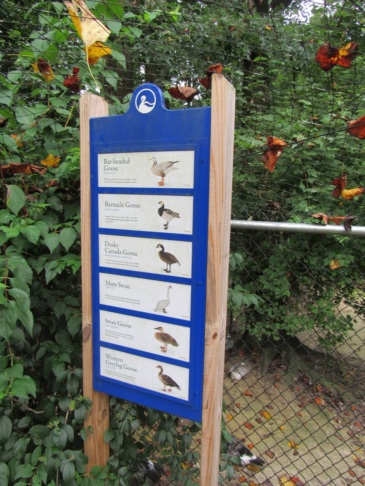 Sylvan Heights Bird Park- Goose Exhibit Species