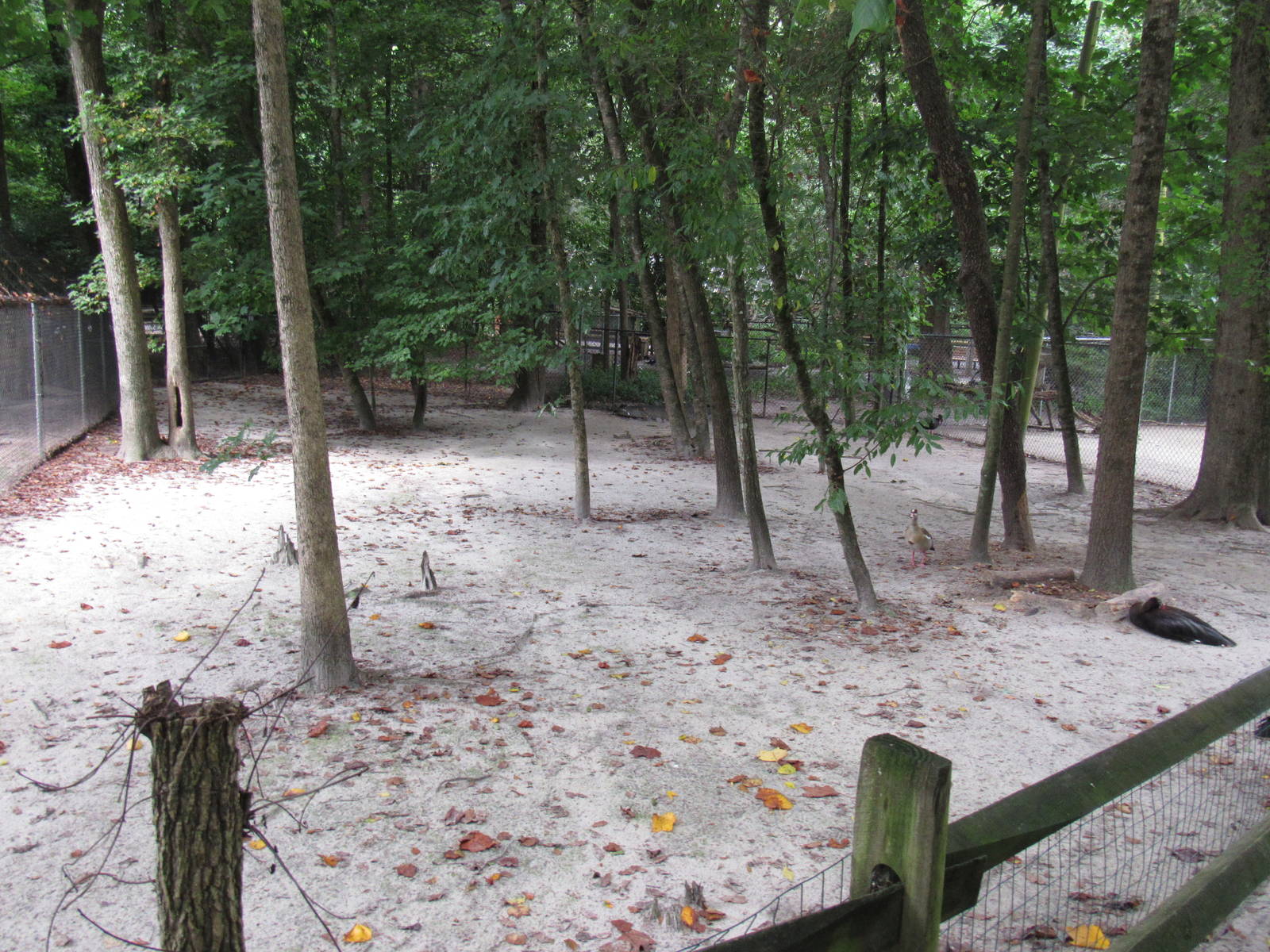 Sylvan Heights Bird Park- Goose Exhibit