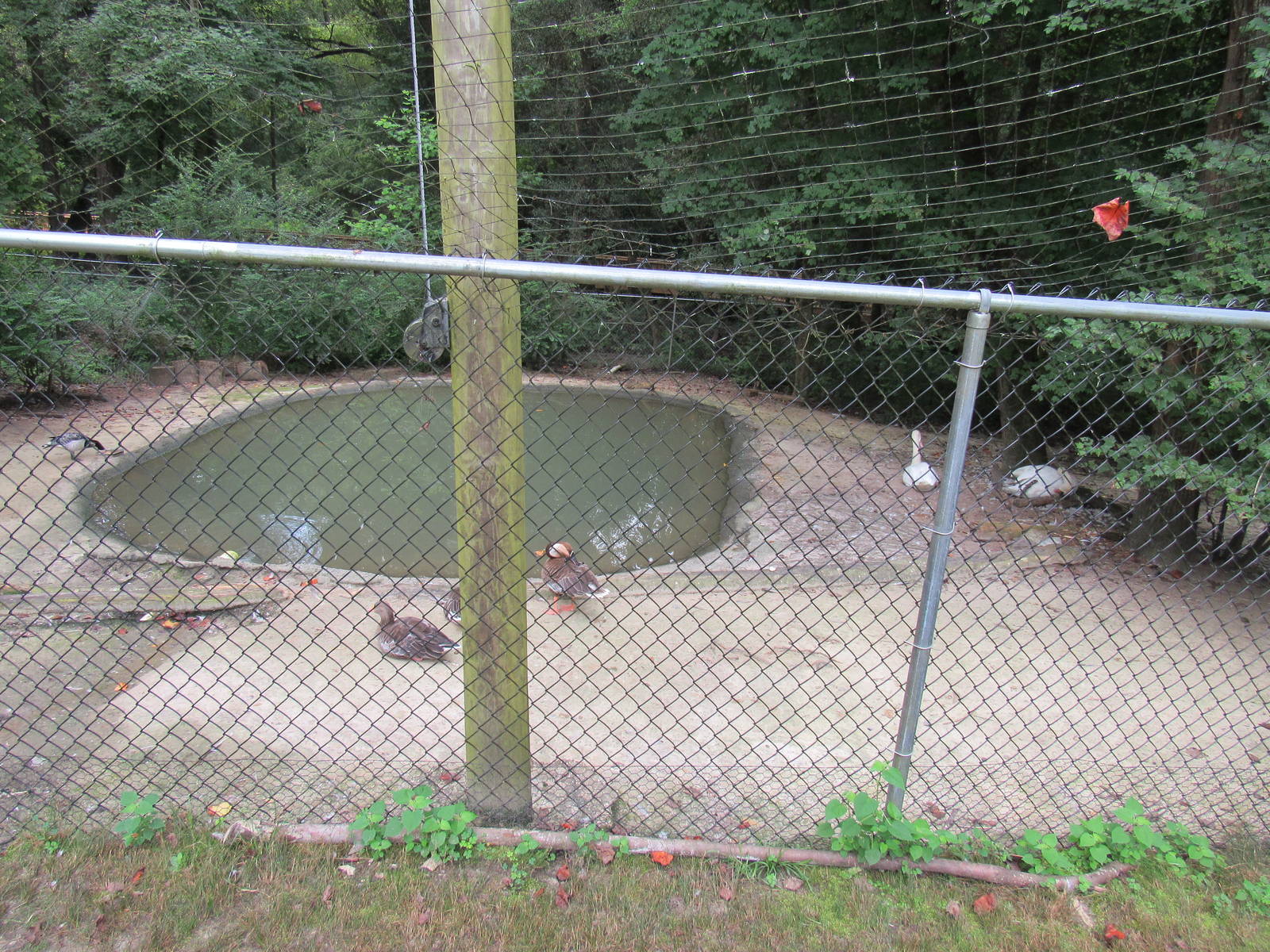 Sylvan Heights Bird Park- Goose Exhibit