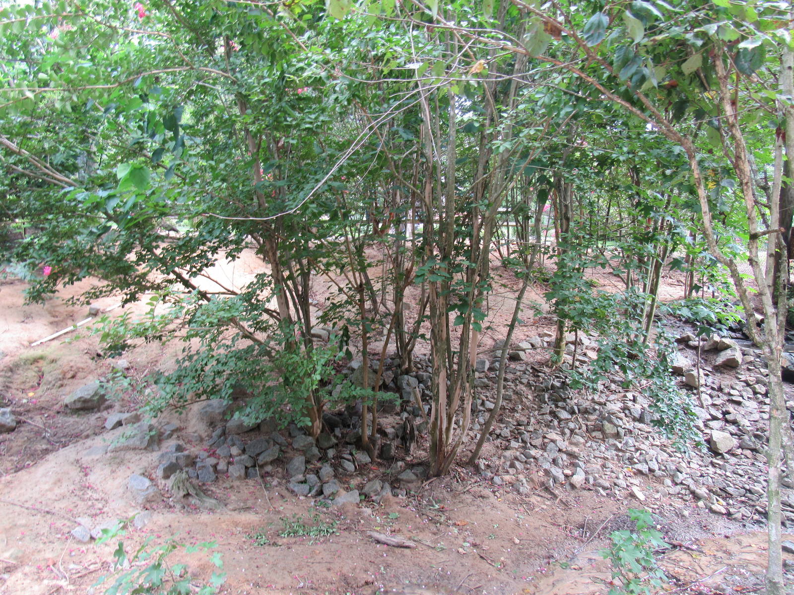 Sylvan Heights Bird Park- Hawaiian Goose Exhibit