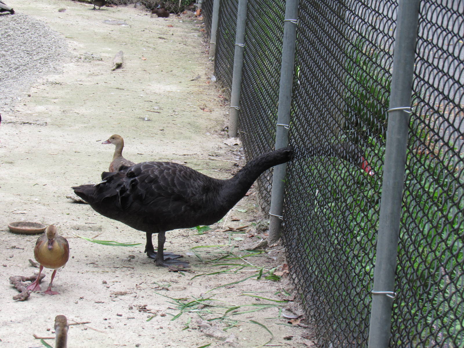 Sylvan Heights Bird Park- Hungry Black Swan