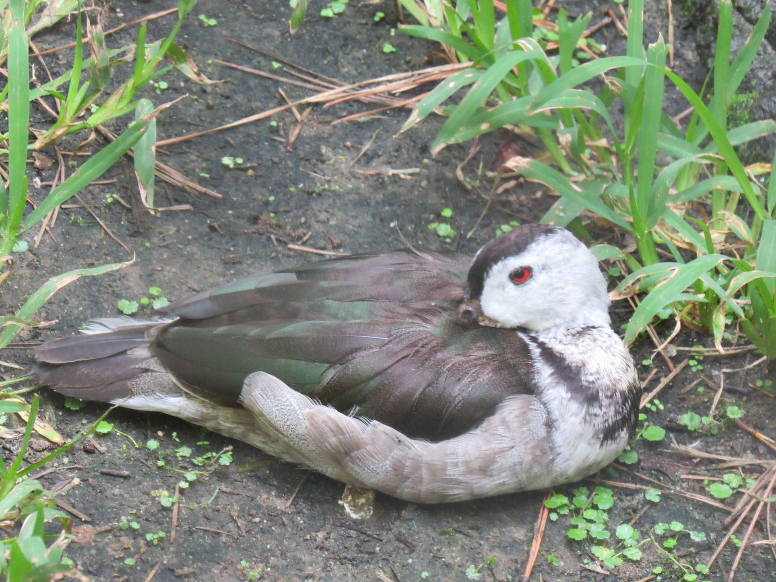 Sylvan Heights Bird Park- Indian Pygmy Goose