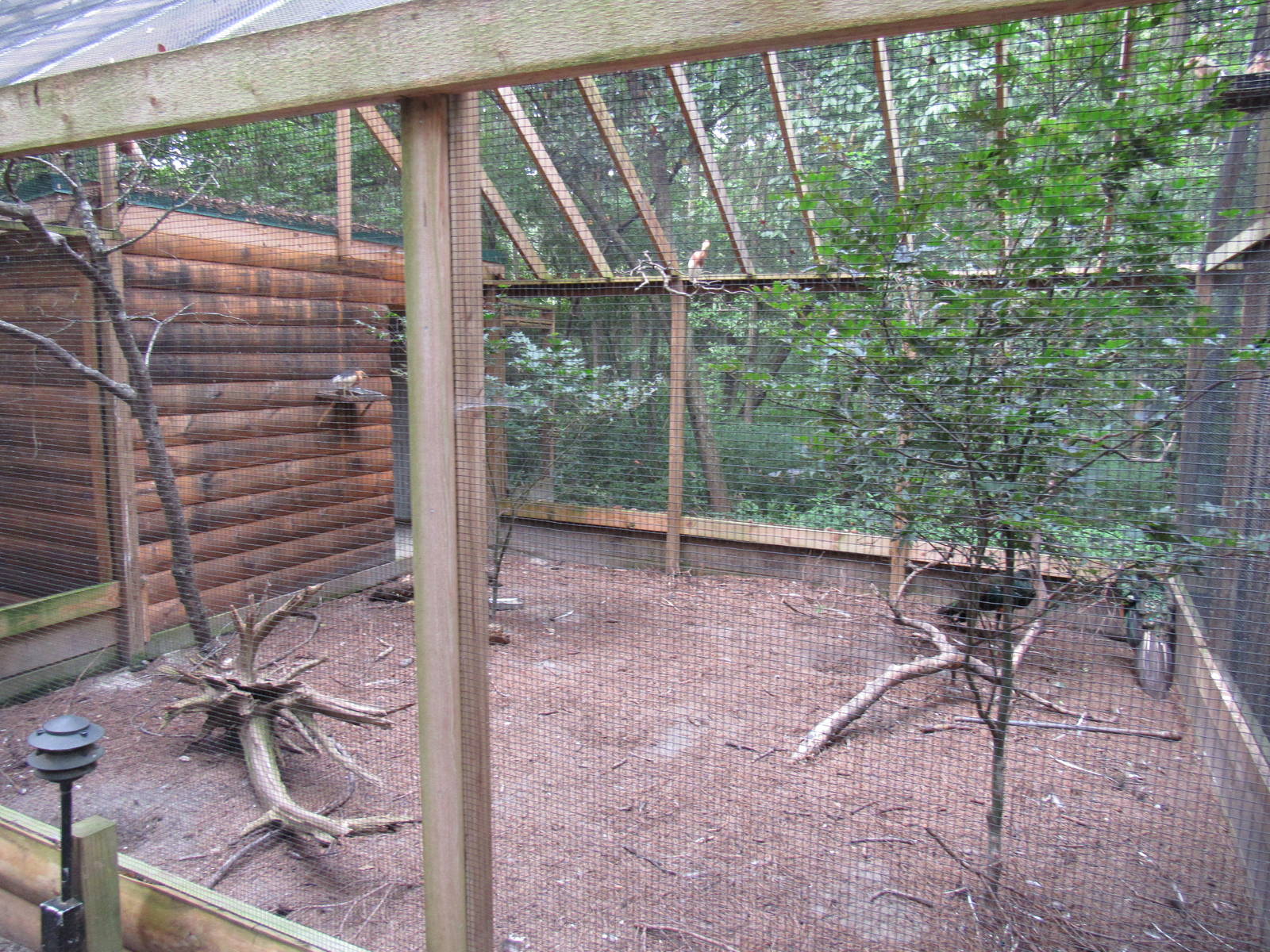 Sylvan Heights Bird Park- Javan Pond Heron and Green Peafowl Aviary