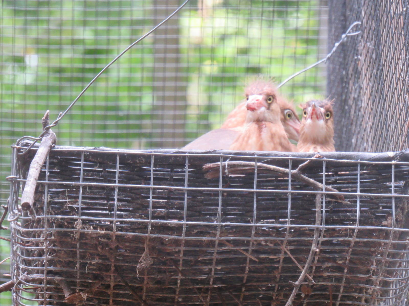 Sylvan Heights Bird Park- Javan Pond Heron Chicks