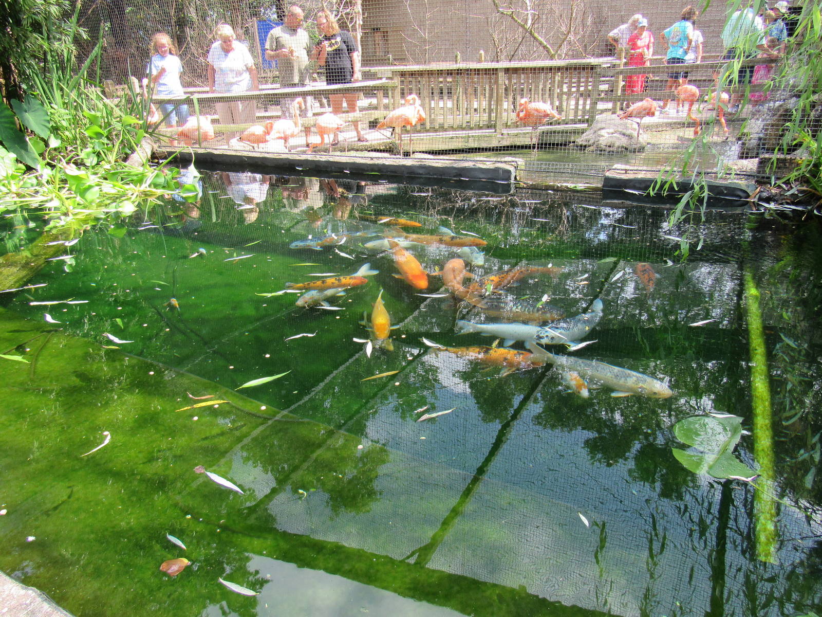 Sylvan Heights Bird Park- Koi Pond