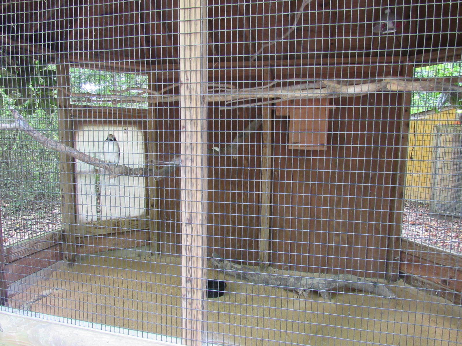 Sylvan Heights Bird Park- Laughing Kookaburra Exhibit