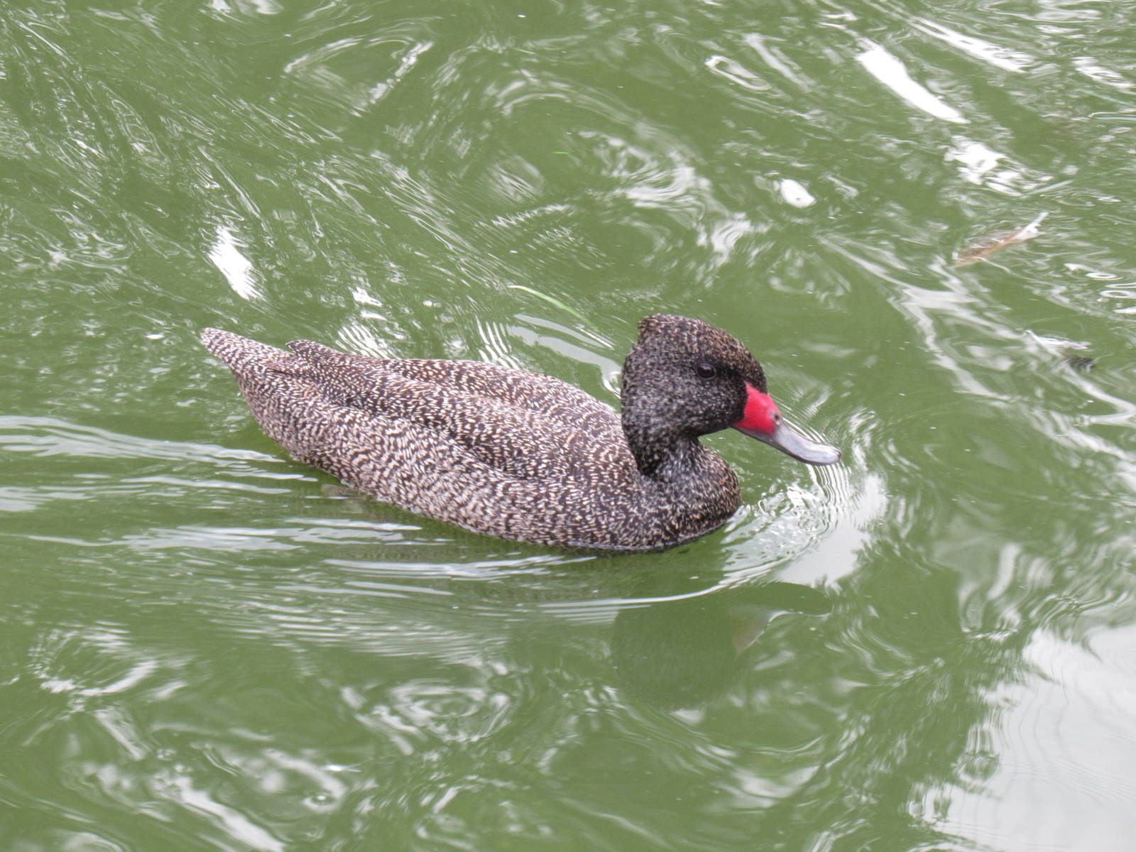 Sylvan Heights Bird Park- Male Freckled Duck