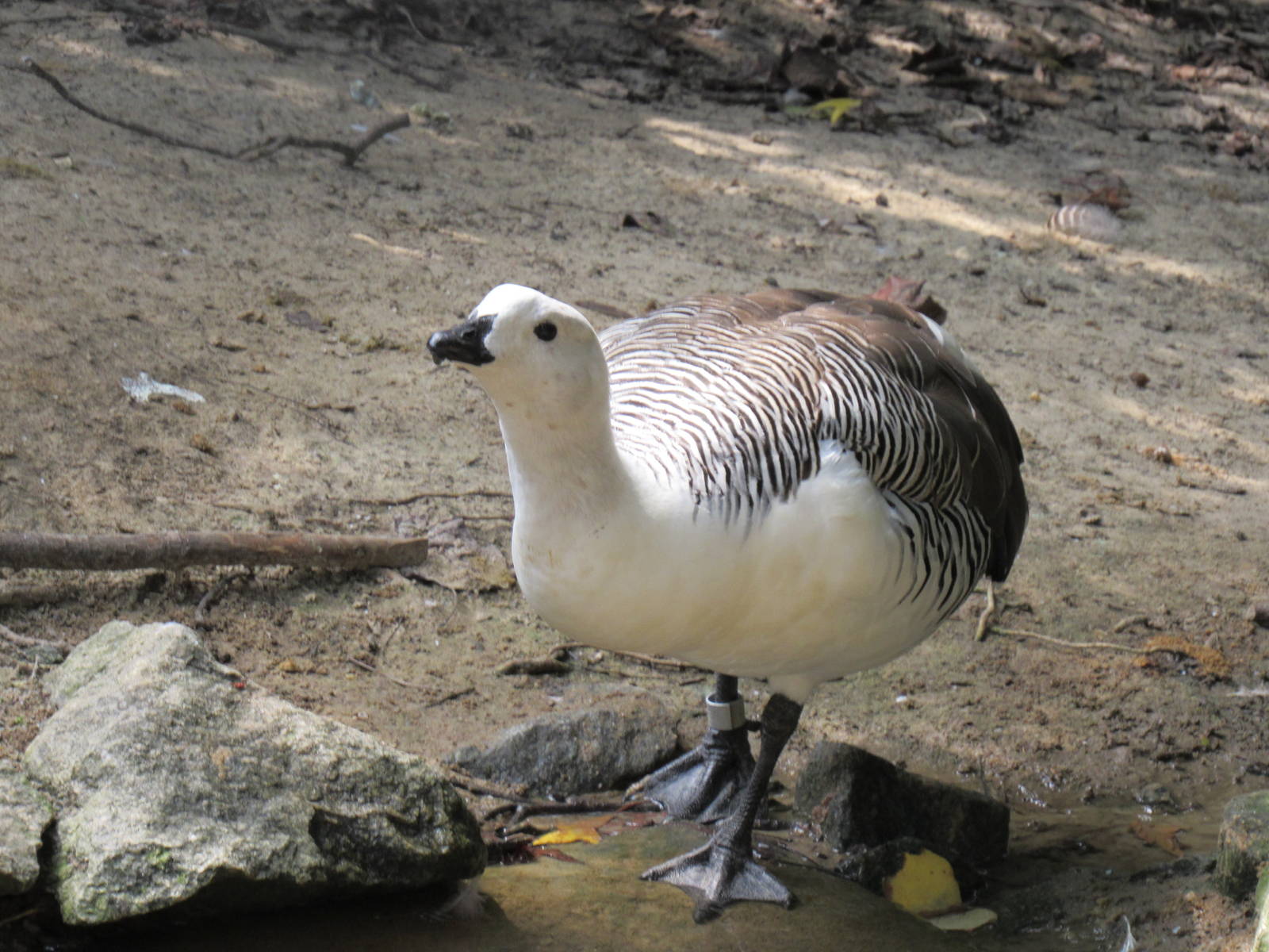 Sylvan Heights Bird Park- Male Lesser Magellanic Goose