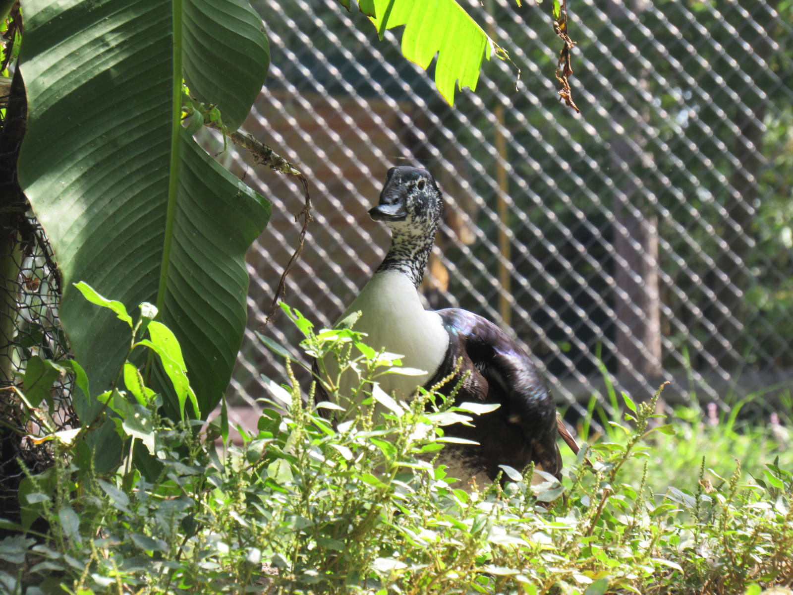 Sylvan Heights Bird Park- Male New World Comb Duck