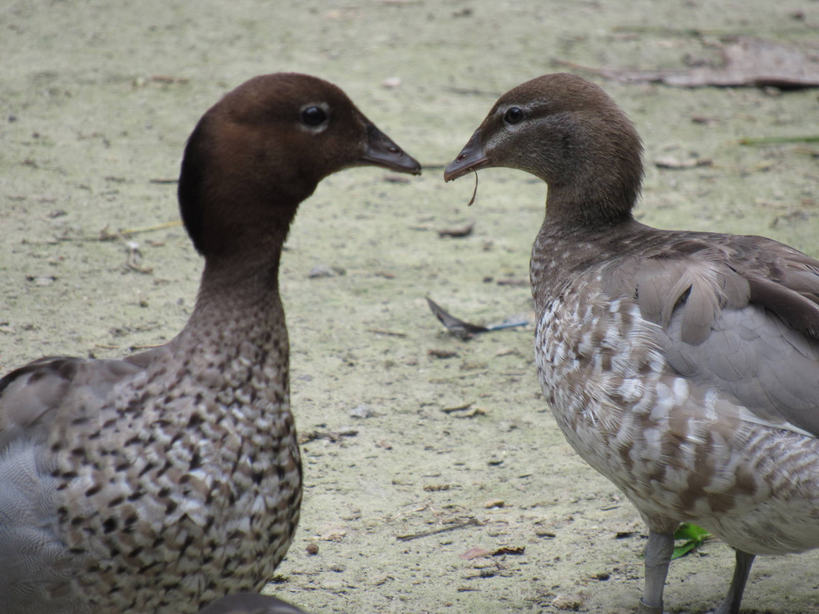 Sylvan Heights Bird Park- Maned Ducks