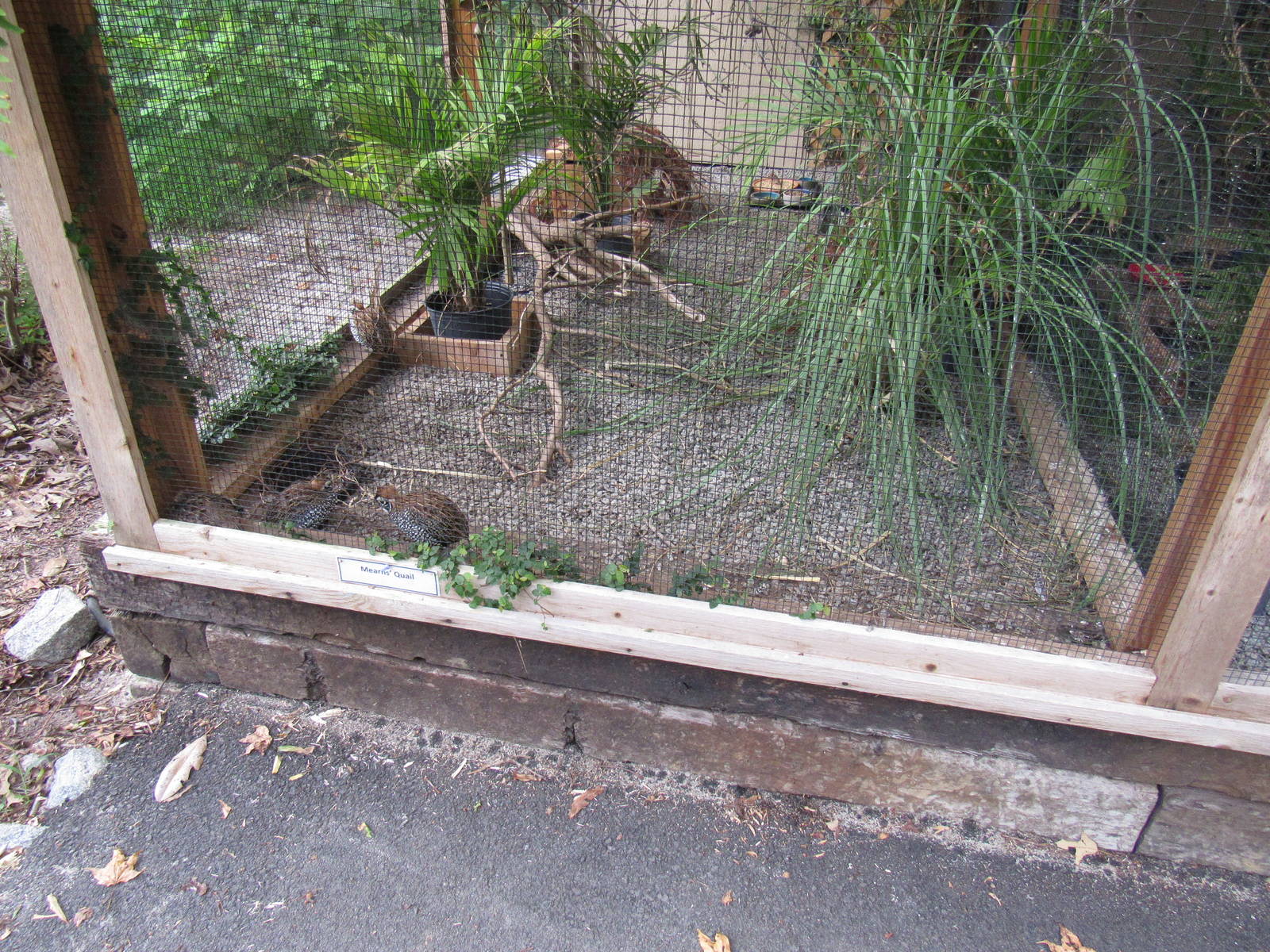 Sylvan Heights Bird Park- Mearn's Quail and Pin-Tailed Whydah Exhibit