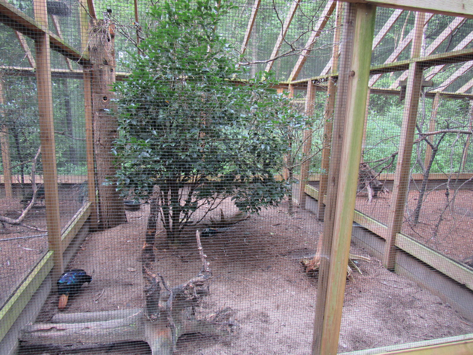 Sylvan Heights Bird Park- Mixed Species Aviary