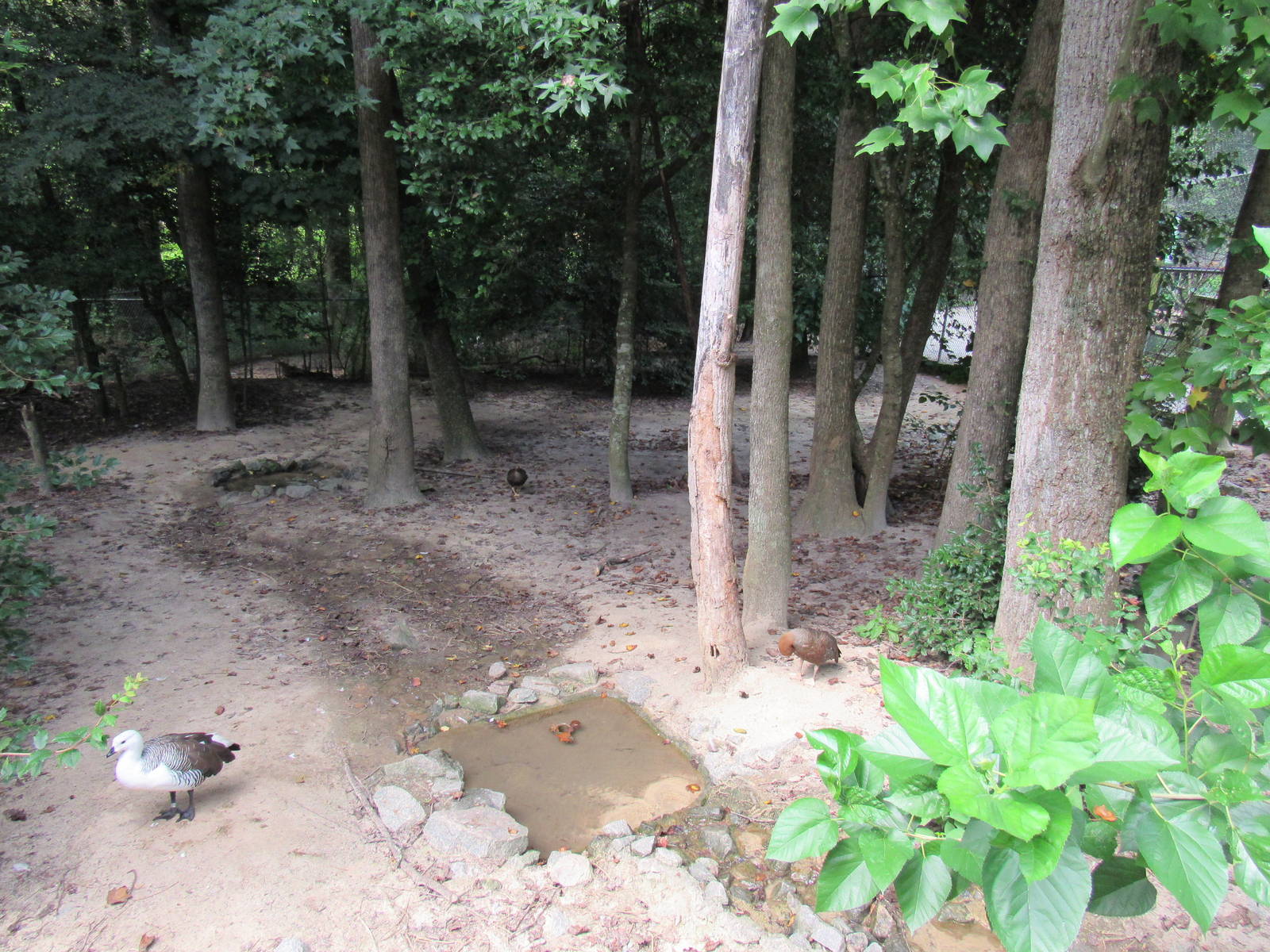 Sylvan Heights Bird Park- Mixed Species Exhibit