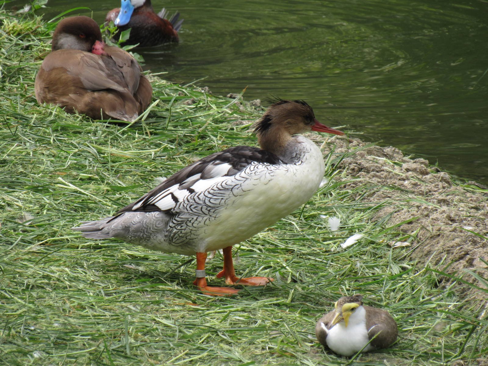 Sylvan Heights Bird Park- Multinational Aviary