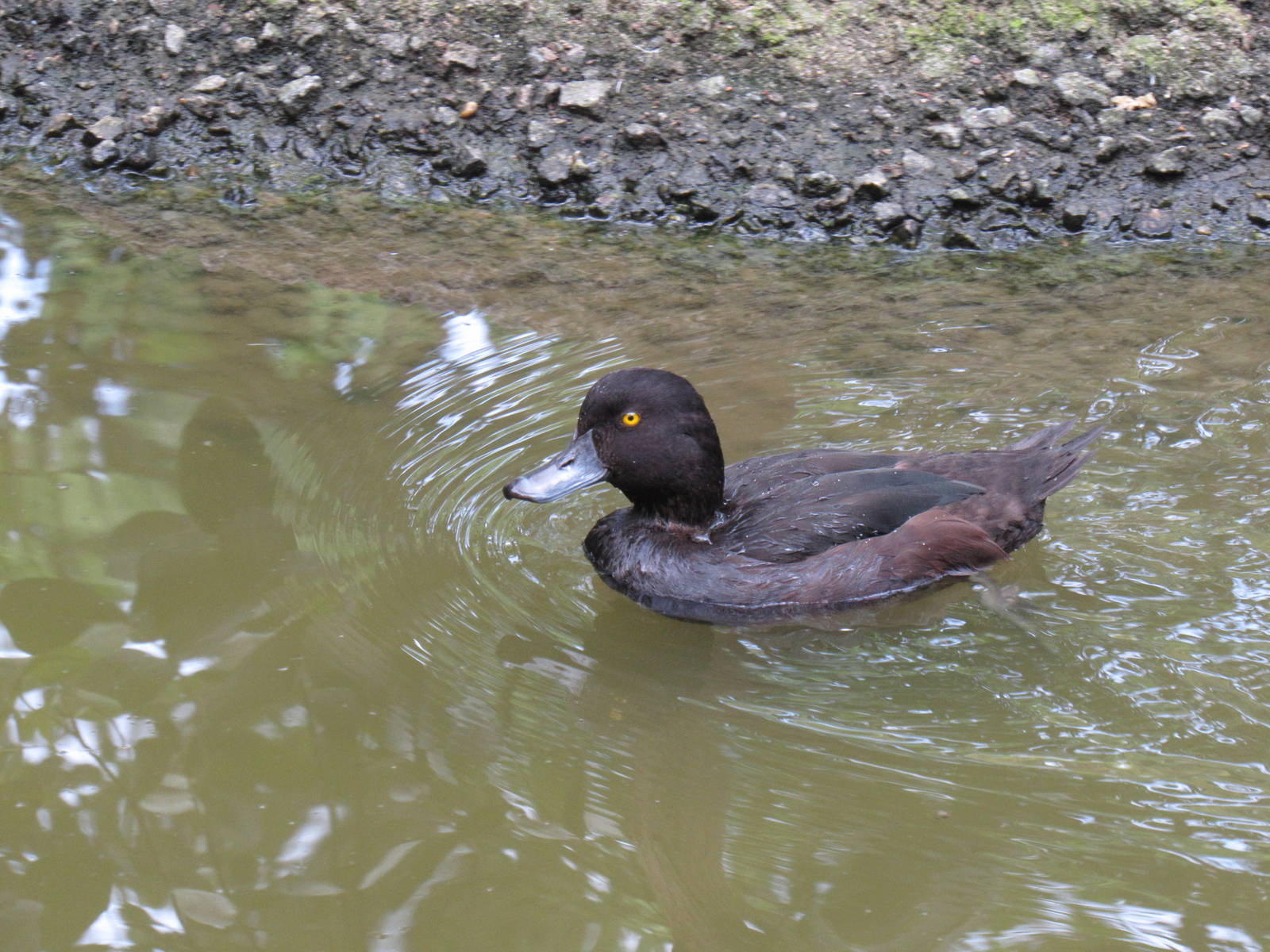 Sylvan Heights Bird Park- New Zealand Scaup