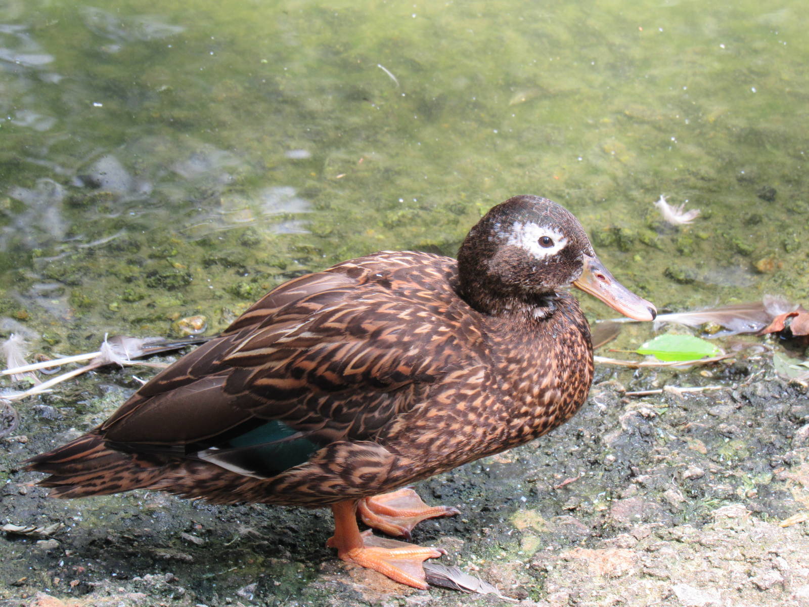 Sylvan Heights Bird Park- North American Aviary- Laysan Teal