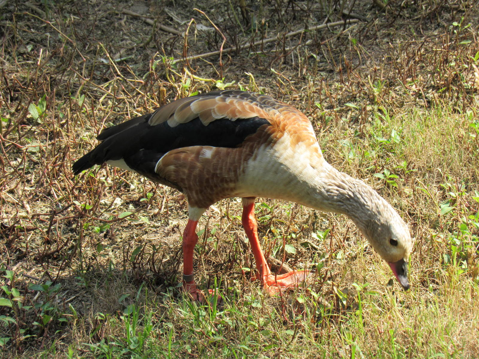 Sylvan Heights Bird Park-Orinoco Goose