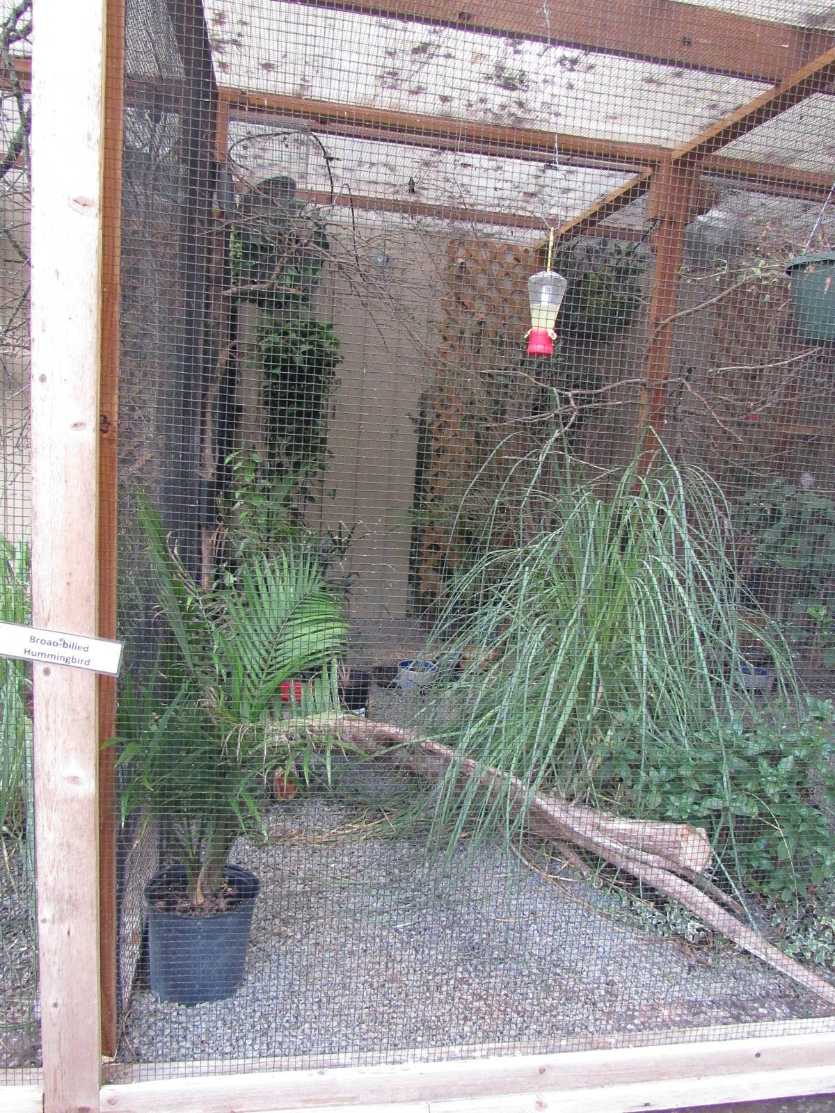 Sylvan Heights Bird Park- Pin-Tailed Whydah and Broad-Billed Hummingbird Ex